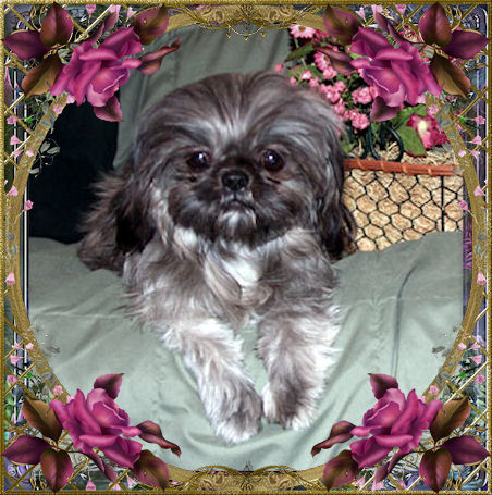 Bitsy, Silver/Gray and White, Chocolate factor - Chinese Imperial Shih Tzu